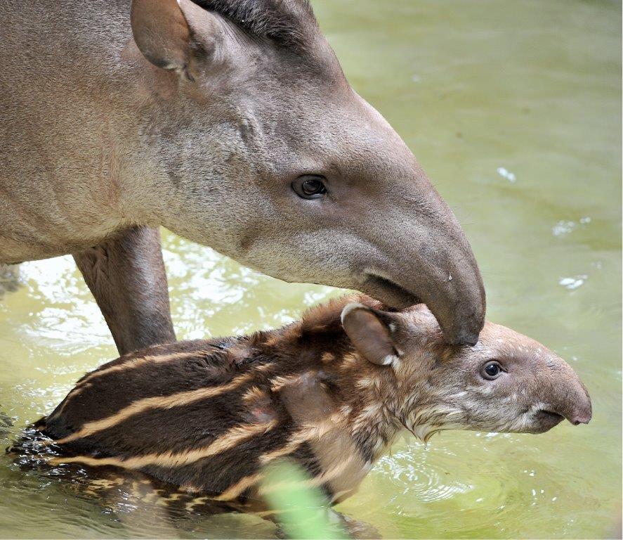 Al Bioparco di Roma è nato un tapiro sudamericano | Foto credit: Archivio Bioparco – M. Di Giovanni