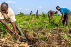 IFAD: Nuovi fondi per lo sviluppo agricolo contro il moltiplicarsi dei conflitti armati