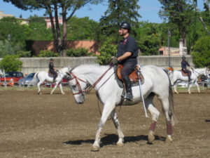 Equitazione: a Piazza di Siena torna a correre “Championesse d’Or”, salvata da un unguento dell’ENEA