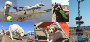 BauBeach: riapre la prima spiaggia per cani con numerose novità bio-sport-social-gourmet