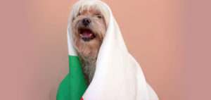La Mostra delle opere in formato francobollo di Tiffany "Animal academicum" allo "Spazio Filatelia Milano" di Poste Italiane - 13 dicembre 2016