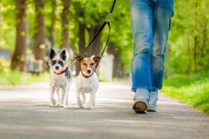 Vita da cani. Piu’ dog sitter che insegnanti, il mercato del lavoro nel futuro Usa