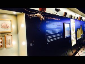 Il Presidente della Repubblica inaugura all’Istituto Superiore di Sanità, il primo Museo di sanità pubblica italiano