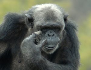 Archivio Bioparco – Massimiliano Di Giovanni