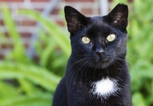 GIORNATA NAZIONALE DEL GATTO: BENVENUTI (ECOITALIASOLIDALE), LA DEDICHIAMO AL CONTRASTO DEL FENOMENO ABBANDONO DEGLI ANIMALI ED AGLI 80.000 GATTI DOMESTICI LASCIATI MORIRE IN STRADA