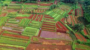 Bilancio UE, Giansanti (Confagricoltura): Risorse adeguate per obiettivi ambiziosi