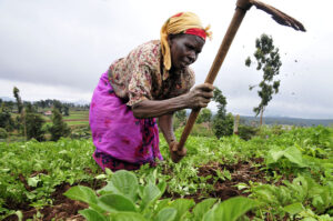 Pic by Neil Palmer (CIAT). A farmer at work in Kenya's Mount Kenya region.