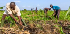 IFAD: Nuovi fondi per lo sviluppo agricolo contro il moltiplicarsi dei conflitti armati